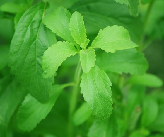 Stevia Extrakt